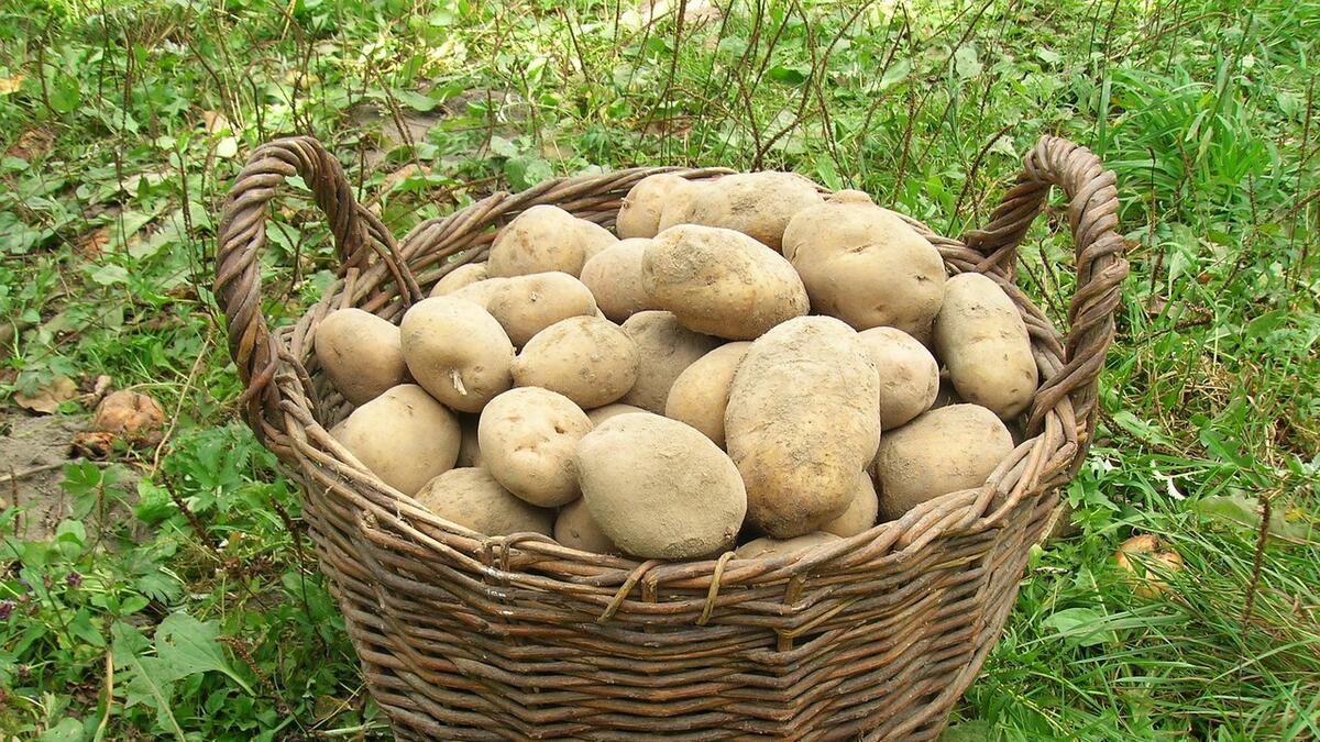 Как правильно поливать картофель, чтобы собирать урожай ведрами: дачные хитрости